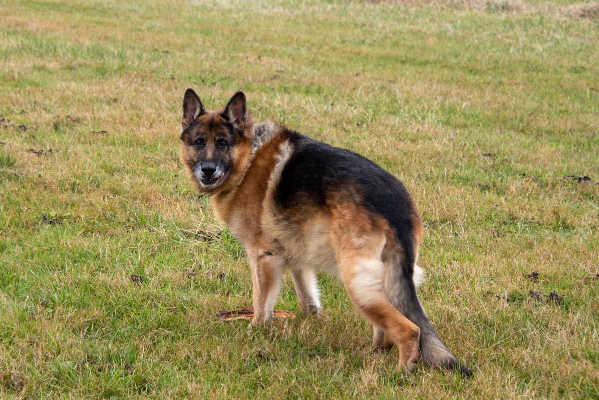 tierpension-lassie-grosser-hund