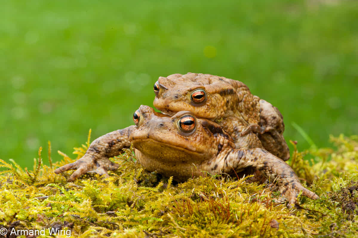 grenouilles.armandWirig