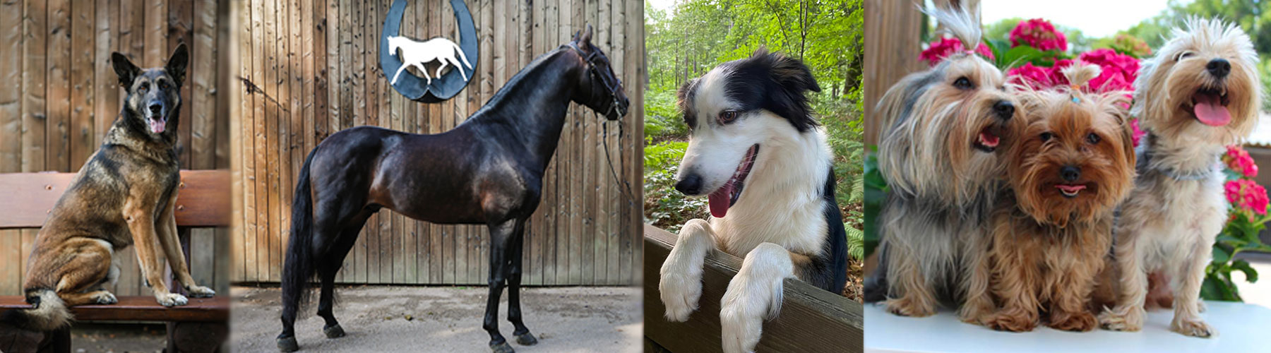 pension pour animaux Lassie